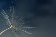 Dandelion and wind