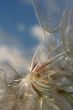 Dandelion and wind