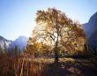 English Elm & Half Dome