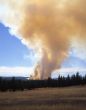 Forest Fire Vert