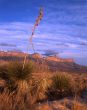 Guadalupe Mtn Sunset