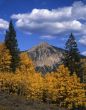 Gunnison Aspens