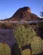Heart Shaped Cactus