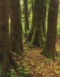 Hoh Rain Forest