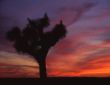 JoshuaTree