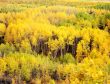 Kebler Pass Aspens