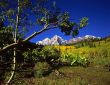 Maroon Bells & Branch