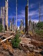 Old Fire New Growth