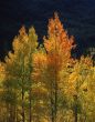 Orange & Yellow Aspens