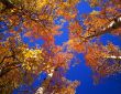 Orange Aspen Canopy