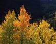 Orange Aspens (H)
