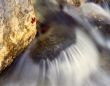 Rushing Water (H)