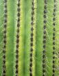 Saguaro Cactus