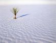 Small Soaptree Yucca (H)