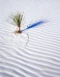 Small Soaptree Yucca (V)