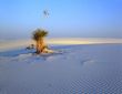 Soaptree Yucca (H)