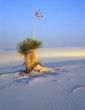 Soaptree Yucca (V)