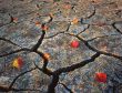 Dry Autumn