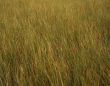  Tall Grass