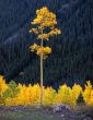 Tall Aspen