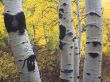 Three Aspens