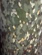 Tree Bark