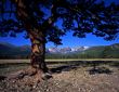 Tree Mountains & Moon
