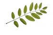 acacia leaf