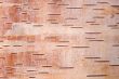 birch bark4