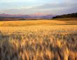 Wheat Field &Teton Range