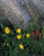 Wild Flowers & Log