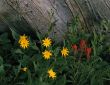 Wild Flowers & Log (H)