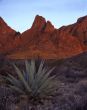 Window & Agave