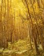 Yellow Forest Trail