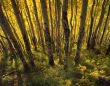 Yellow Forest