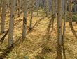 Yellow Forest Floor