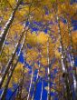 Yellow Leaves Blue Sky