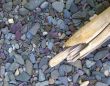 Rocks & Driftwood