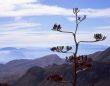 Century Plant
