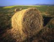 Hay Bale Cylindrical