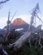 Mt. Reynolds