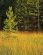 Small PineTree