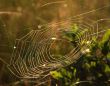 Spiderweb 2
