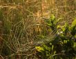 Spiderweb1
