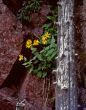 Wild Flowers & Red Granite