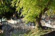 Nature at Olinda