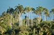 coconut palm