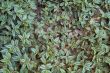 leafs