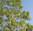 trees