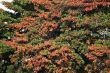 Leafs